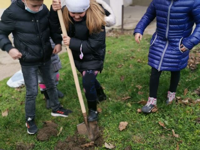 Засади дърво - направи добро